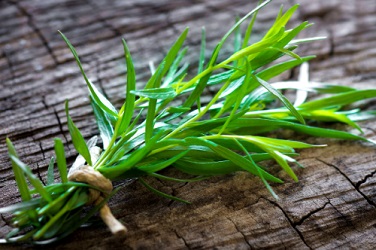 L'estragon, une herbe aromatique au nombreux bienfaits pour la santé, qui entre dans la préparation du poulet à l'estragon.